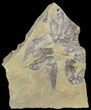 Fossil Fish (Gosiutichthys) Mortality Plate - Lake Gosiute #63965-1